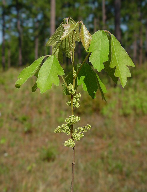 Toxicodendron pubescens plant