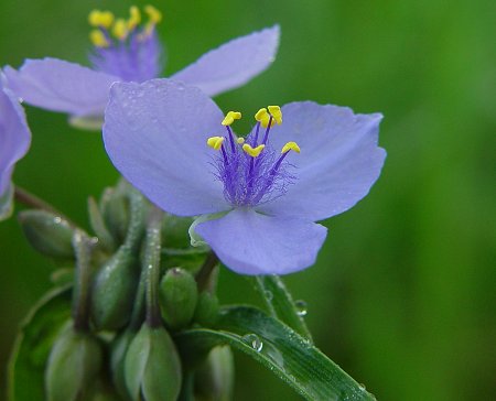 Tradescantia ohiensis flower