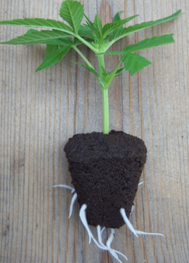 Transplanting Clones 1