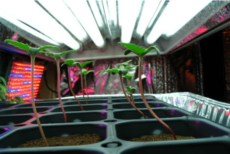 Transplanting Clones