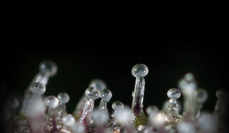 Trichomes 1