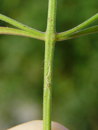 Trichostema setaceum stem