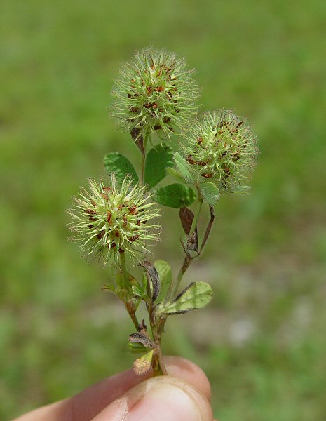 Trifolium lappaceum plant