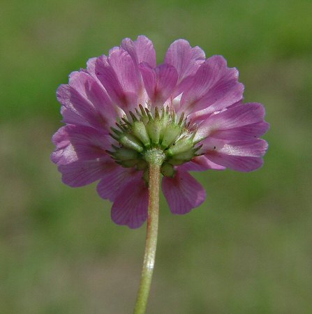 Trifolium resupinatum calyx