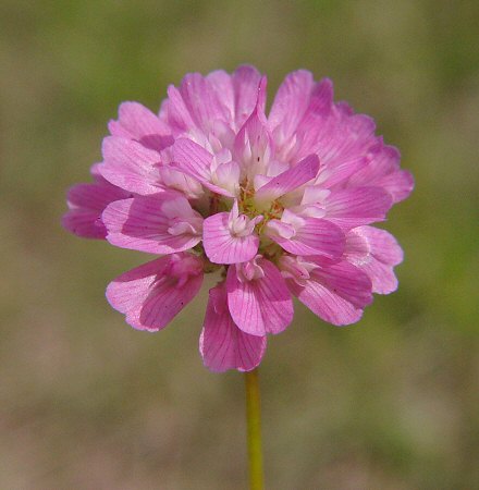 Trifolium resupinatum flowers