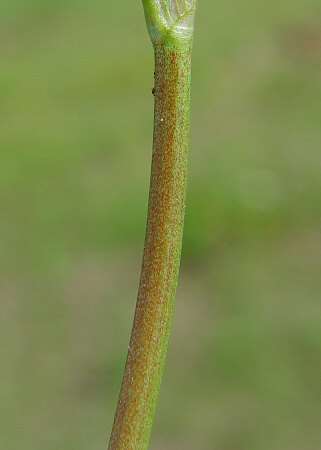 Trifolium resupinatum stem