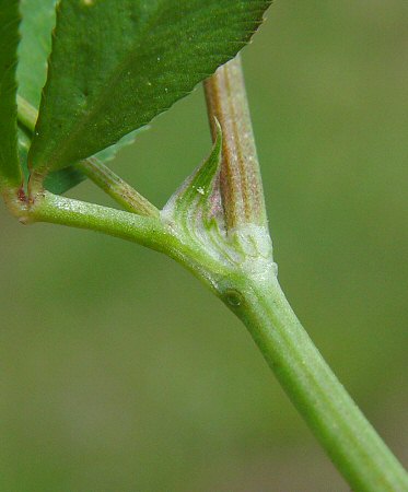 Trifolium resupinatum stipule