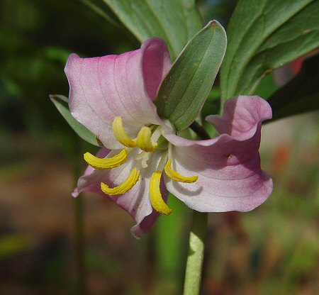 Trillium catesbaei flower