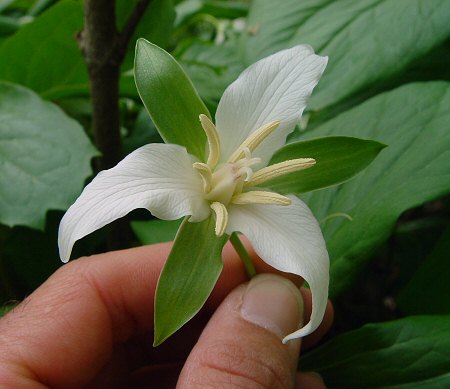 Trillium flexipes flower