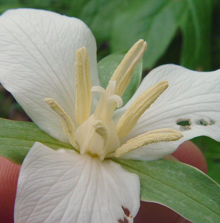 Trillium flexipes flower