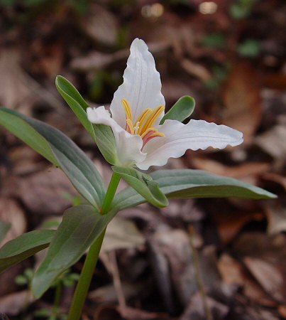 Trillium pusillum flower