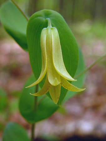 Uvularia perfoliata flower
