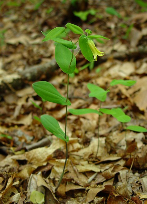 Uvularia perfoliata plant