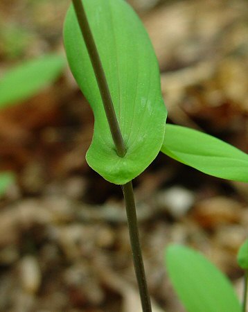 Uvularia perfoliata stem