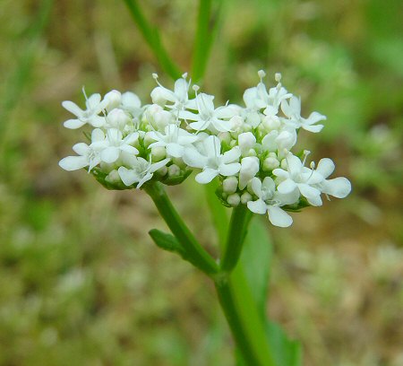 Valerianella umbilicata flowers