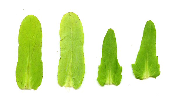 Valerianella umbilicata leaves