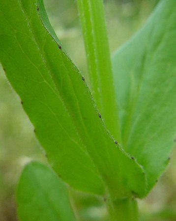 Valerianella umbilicata margin