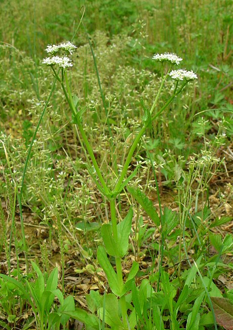 Valerianella umbilicata plant