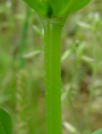 Valerianella umbilicata stem