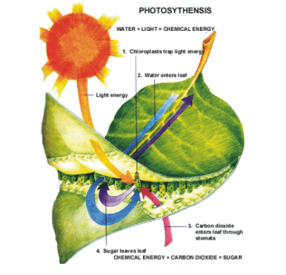 Vegetative Growth 1