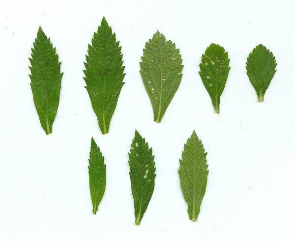 Verbena brasiliensis leaves