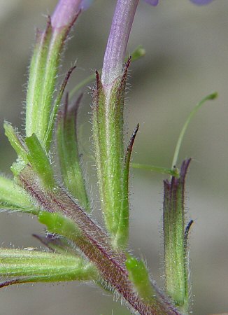 Verbena candensis calyx