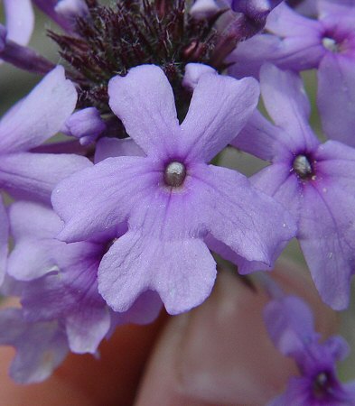 Verbena candensis flower