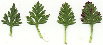Verbena candensis leaves