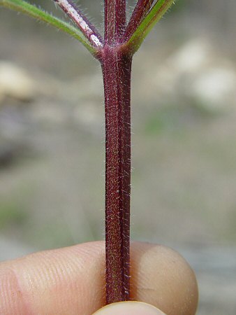 Verbena candensis stem