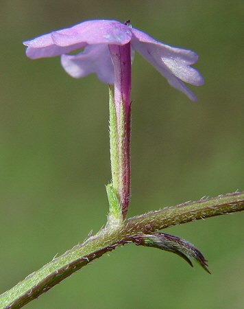 Verbena tenuisecta calyx