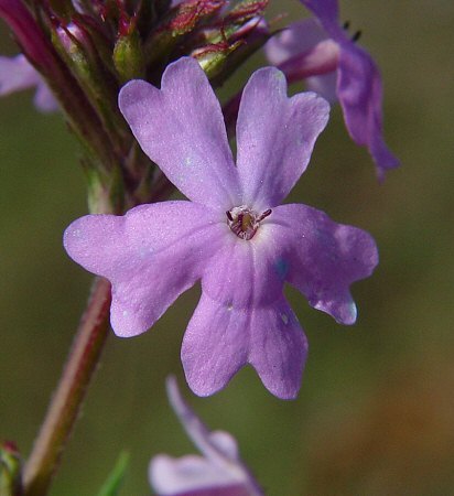 Verbena tenuisecta flower
