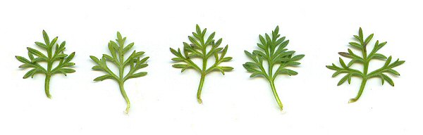 Verbena tenuisecta leaves