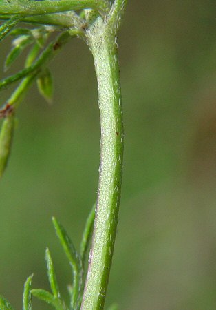 Verbena tenuisecta stem
