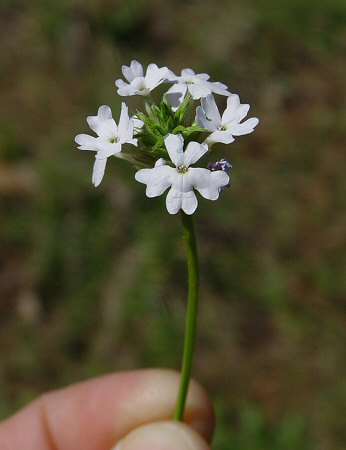 Verbena tenuisecta white