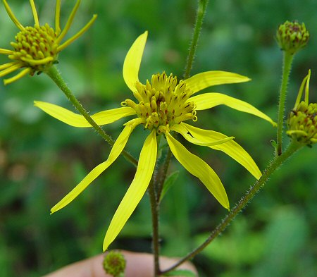 Verbesina aristata flowers