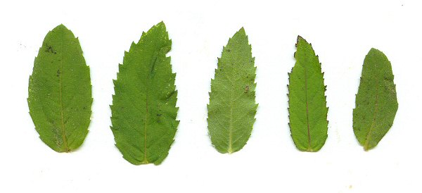 Verbesina aristata leaves
