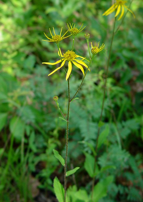 Verbesina aristata plant