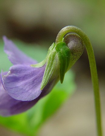 Viola affinis calyx