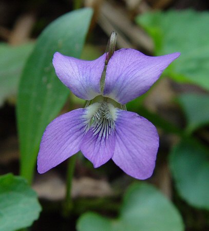 Viola affinis flower