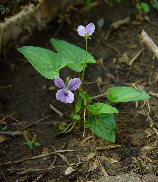 Viola affinis plant