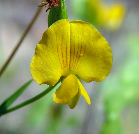 Zornia bracteata flower