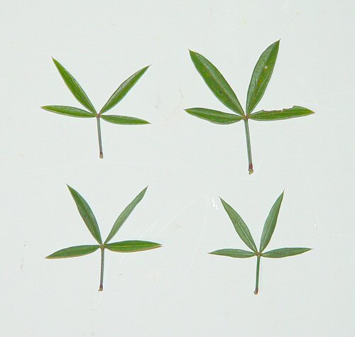 Zornia bracteata leaves