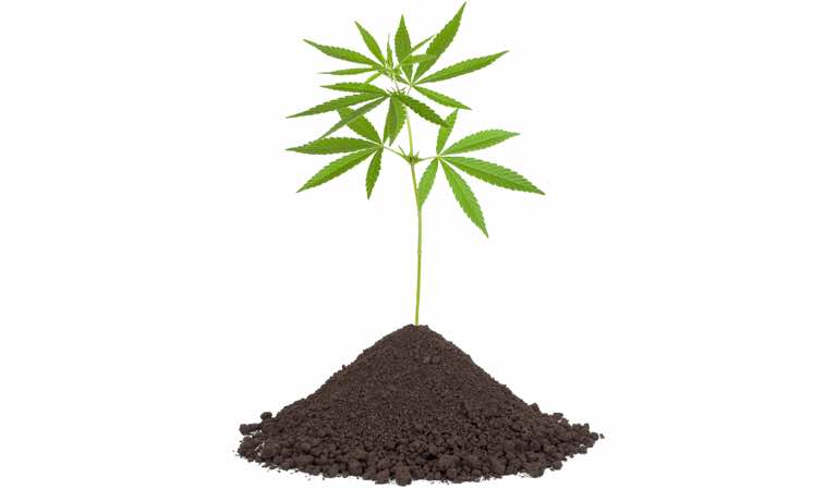 Best Soil for Weed Plants