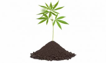 Best Soil for Clone Weed Plants