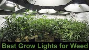 Best Grow Lights for weed