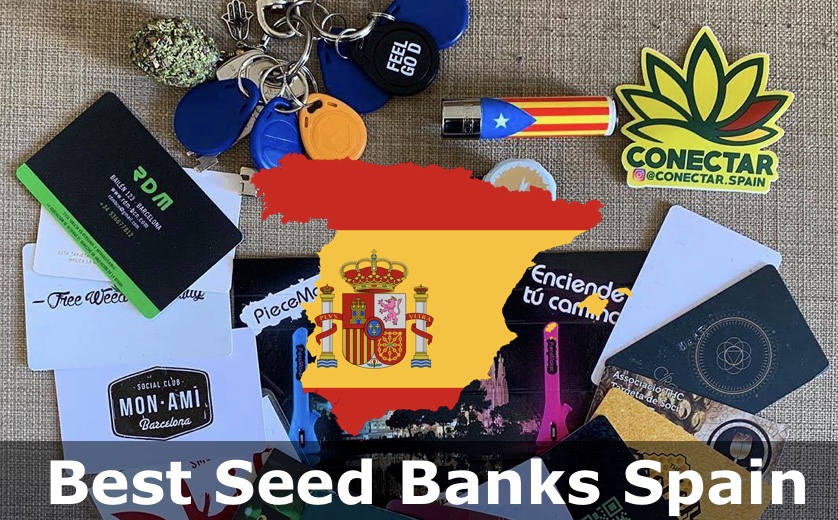 Top 20 Best Seed Banks in Spain 2023 Spanish Online Seed Banks Review