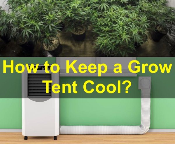 Grow Room Cooling Solutions: How to Keep a Grow Tent Cool?