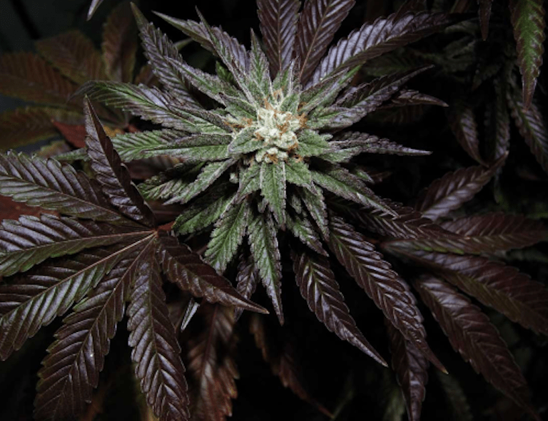 marijuana growth
