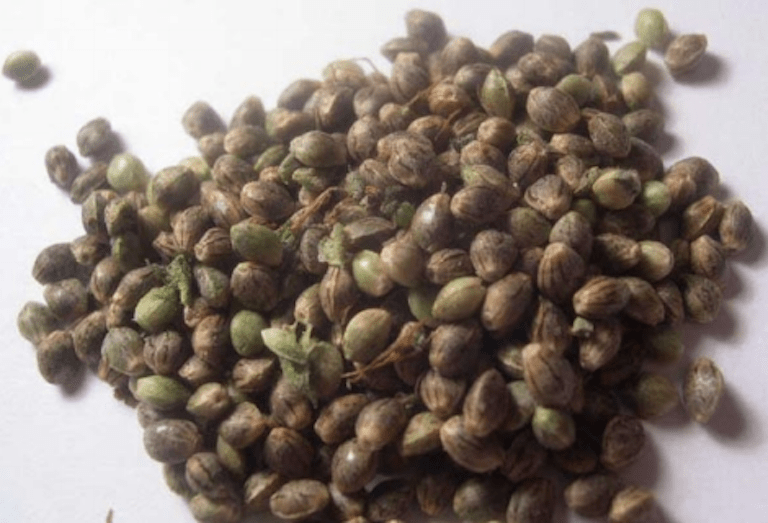 seeds 2