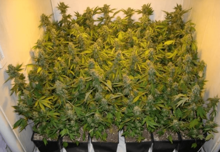 standard SOG grow